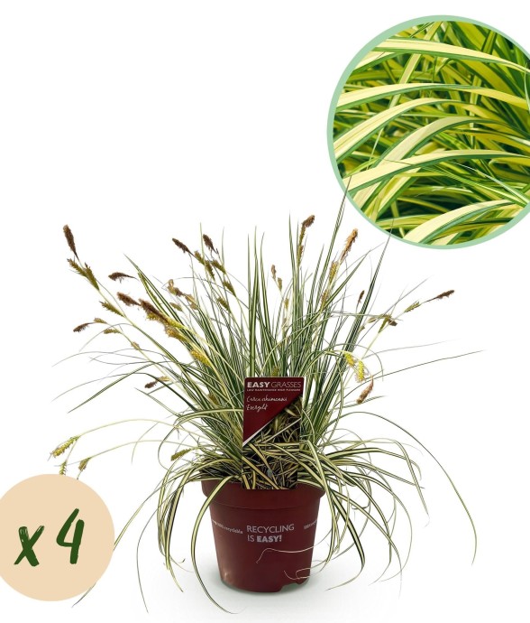 Carex oshimensis Evergold x4