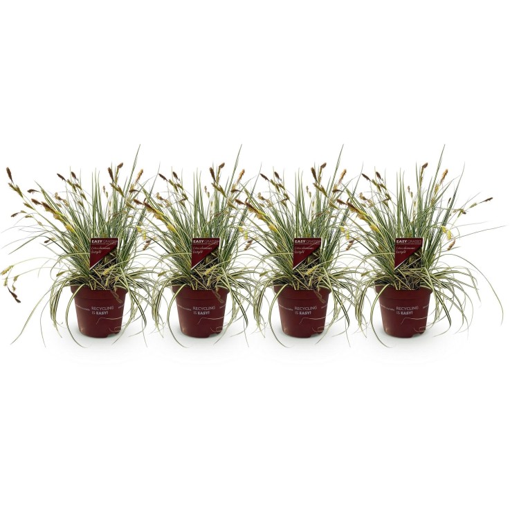 Carex oshimensis Evergold x4