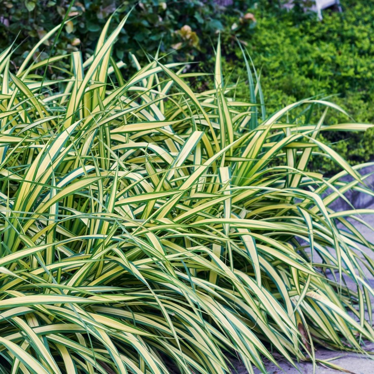 Carex oshimensis Evergold x4