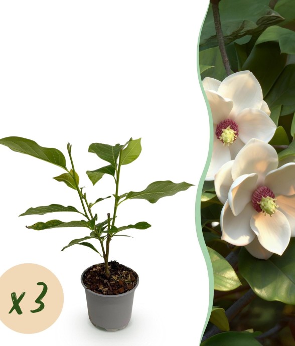 Magnolia sieboldii x3