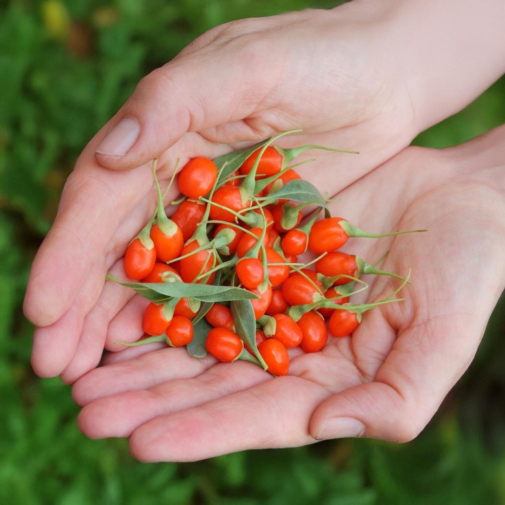 Baie de goji Rustique x3