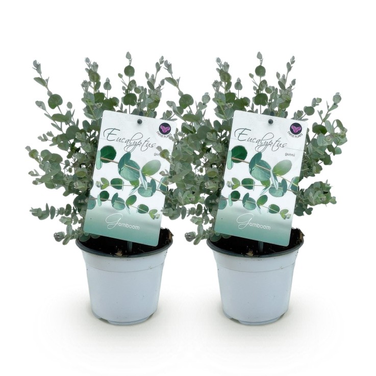 Eucalyptus gunnii x2