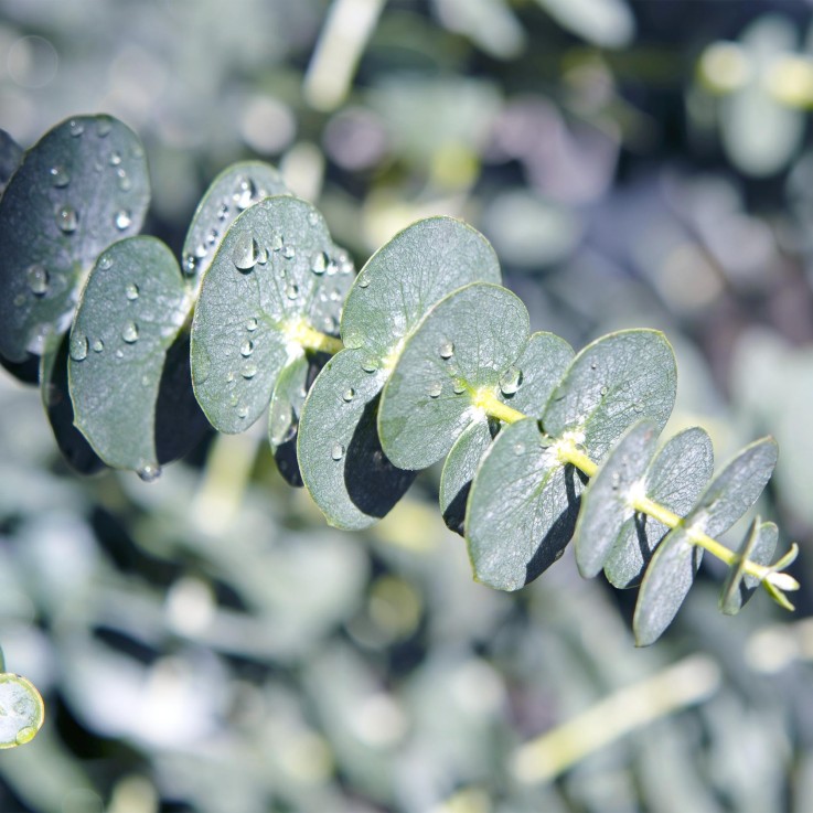 Eucalyptus gunnii x2