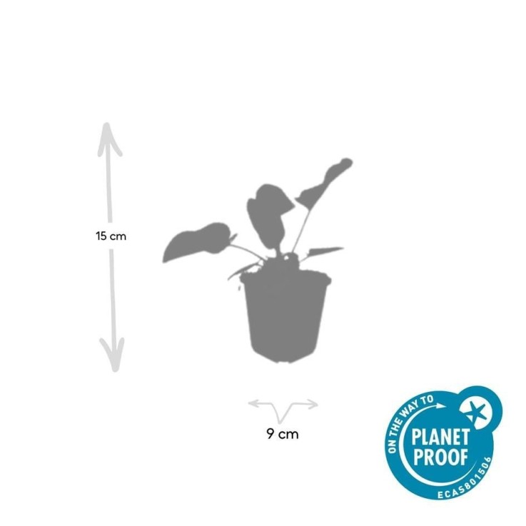 Sauge de Jérusalem -  6