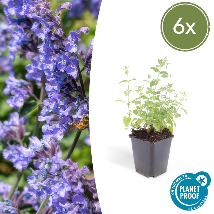 Nepeta 'Six Hills Giant' -  6
