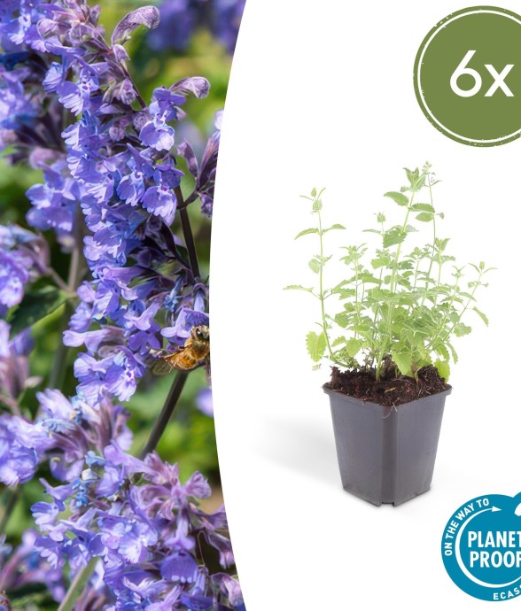 Nepeta 'Six Hills Giant' -  6