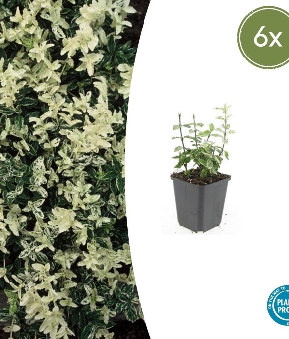 Fusain de Fortune...