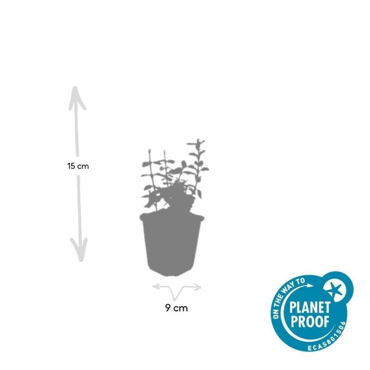 Fusain de Fortune 'Harlequin' -  60