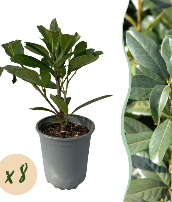 Prunus laurocerasus...