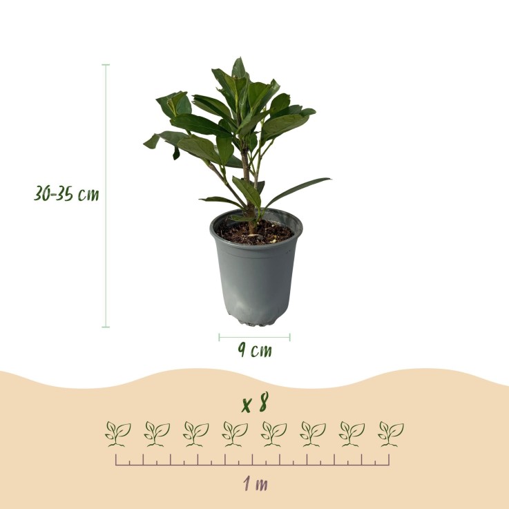 Prunus laurocerasus Caucasica x8