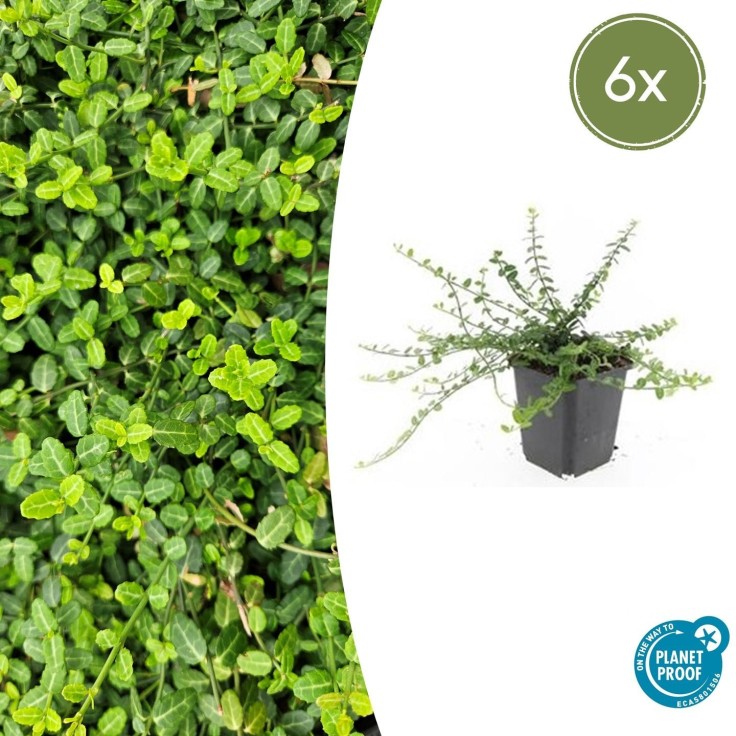 Fusain de Fortune 'Minimus' -  6