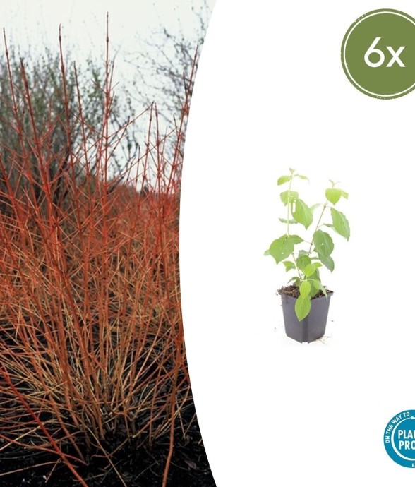 Cornouiller sanguin...