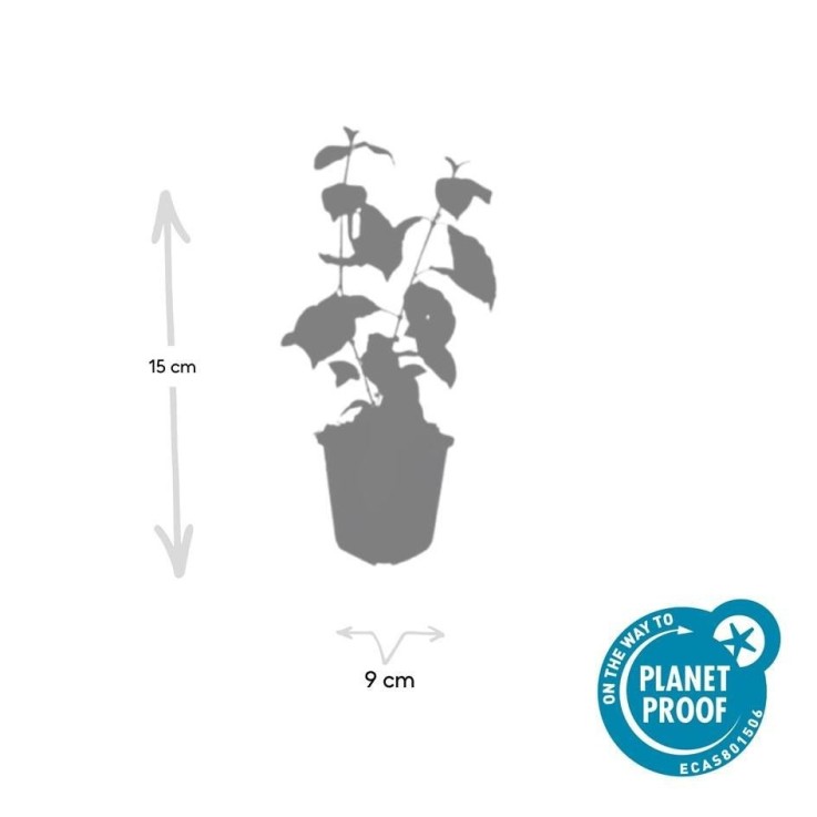 Cornouiller sanguin 'Midwinter Fire' -  12