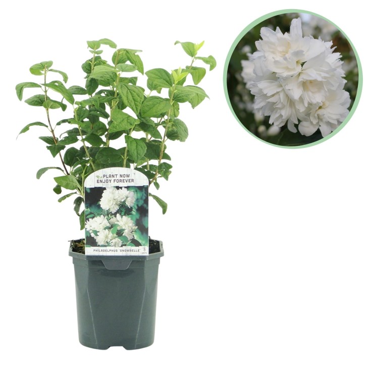 Philadelphus Snowbelle en pot