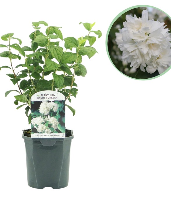 Philadelphus Snowbelle en pot
