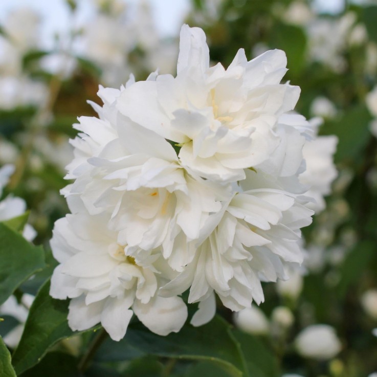Philadelphus Snowbelle en pot