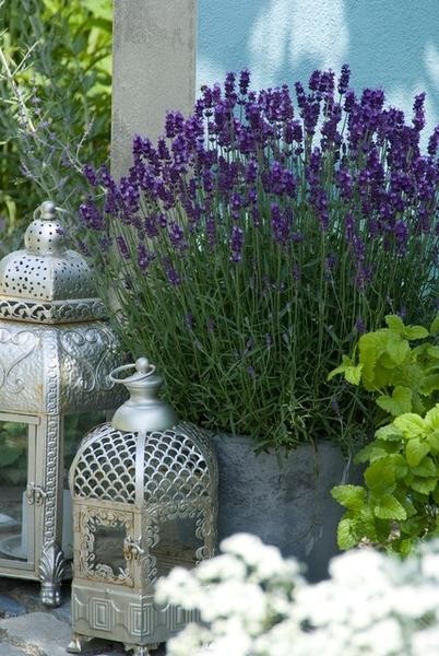 Lavande 'Hidcote' -  12