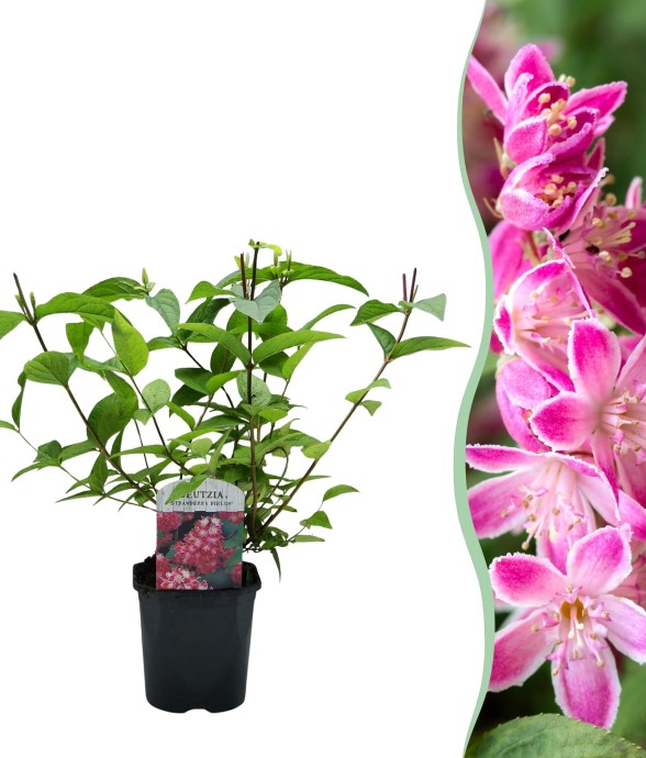 Deutzia hybrida Strawberry...