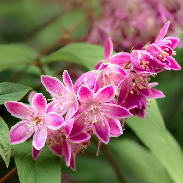 Deutzia hybrida Strawberry Fields
