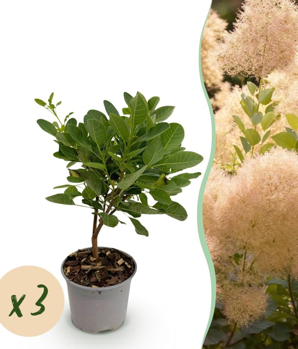 Arbre à perruque Young Lady x3