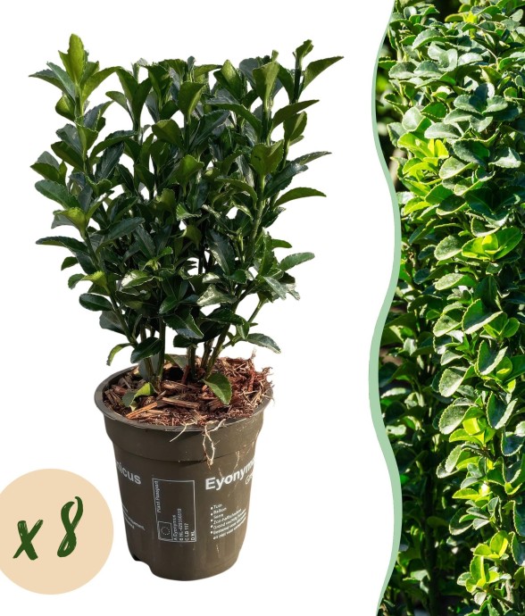 Fusain japonais vert Spire x8