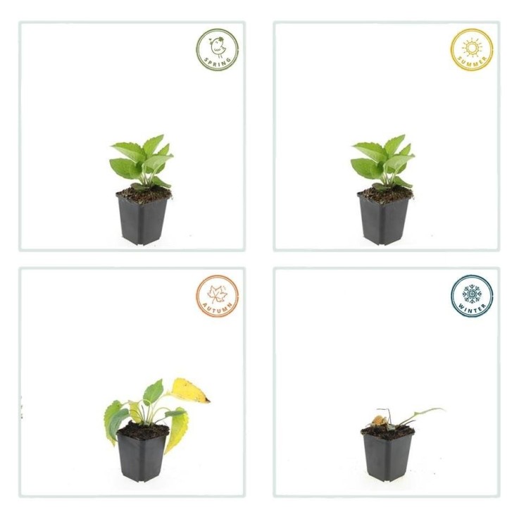 Rudbeckia 'Goldsturm' -  60