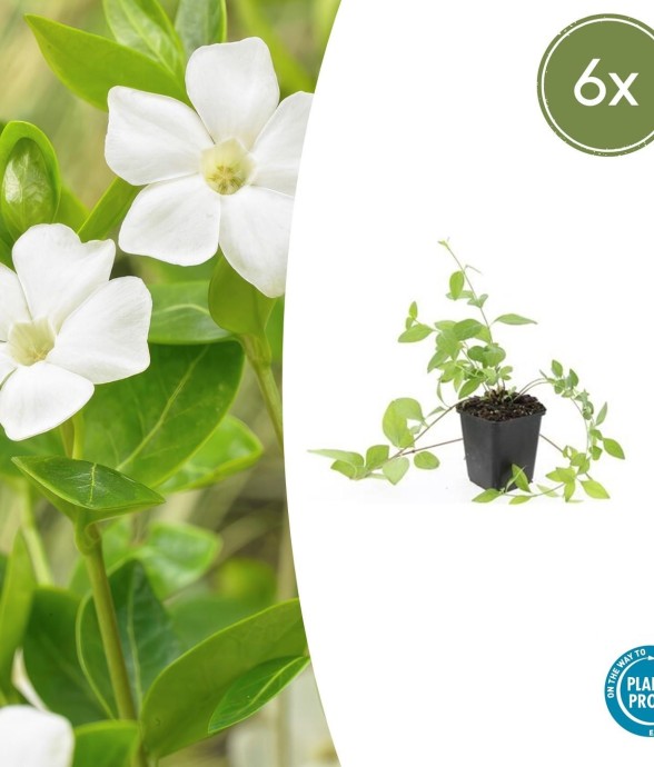 Grande Pervenche 'Alba' -  12