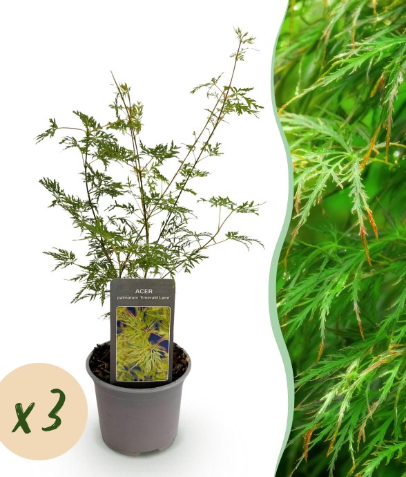 Erable du japon Emerald...