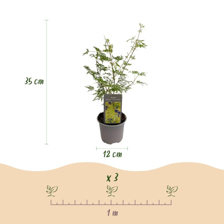 Erable du japon Emerald Lace x3