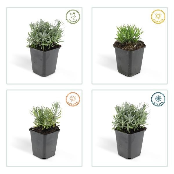 Lavande 'Hidcote' -  60