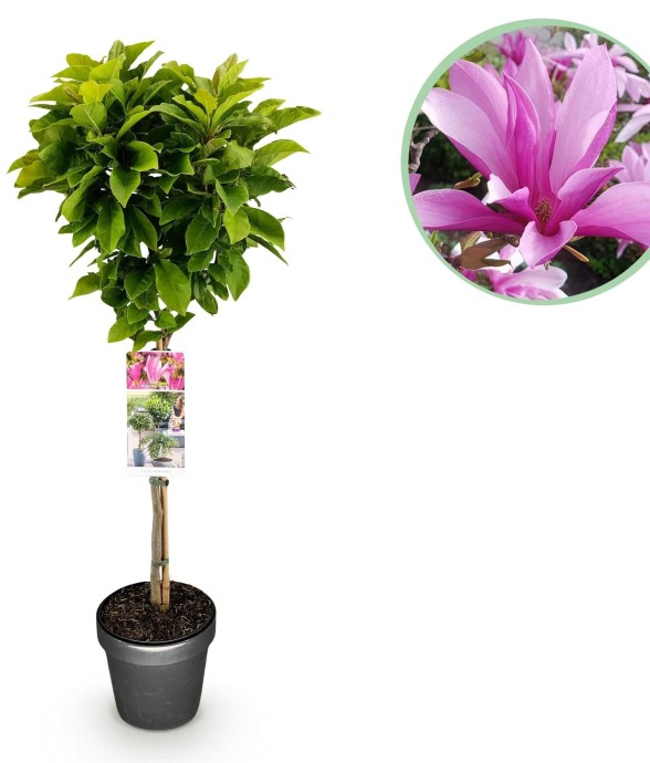 Magnolia Susan x1