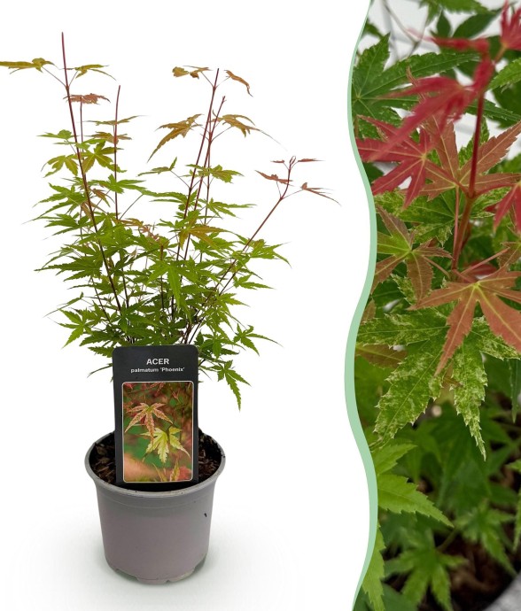 Érable du Japon Phoenix en pot