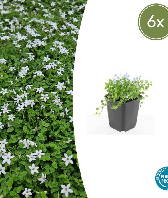 Isotoma fluviatilis 'Alba'...