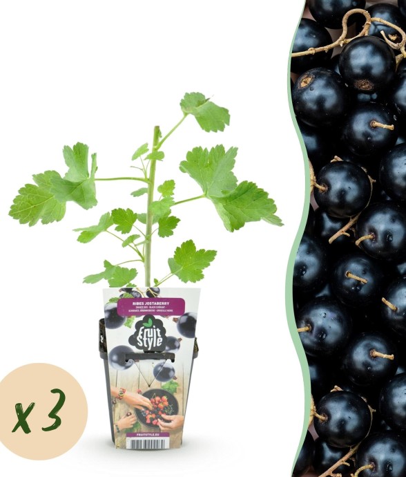 Ribes Jostabes x3