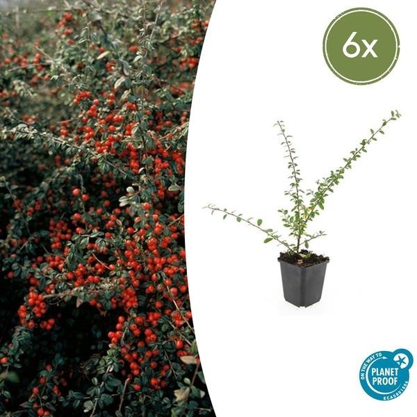 Cotonéaster de Dammer 'Coral Beauty' -  6