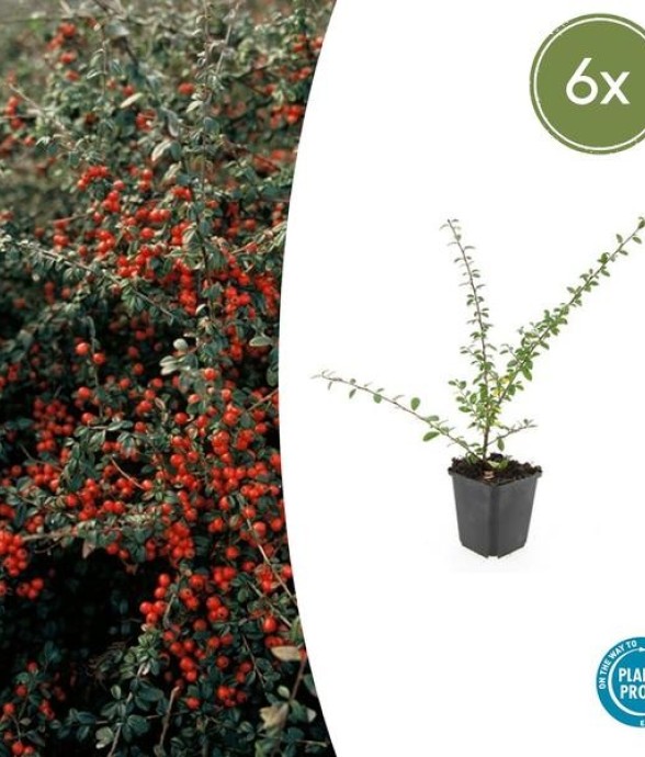 Cotonéaster de Dammer...