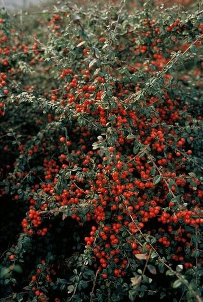 Cotonéaster de Dammer 'Coral Beauty' -  6