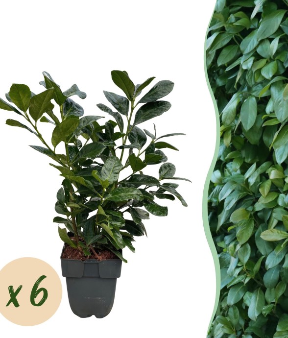 Prunus laurocerasus Etna x6