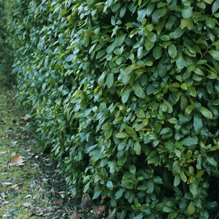 Prunus laurocerasus Etna x6