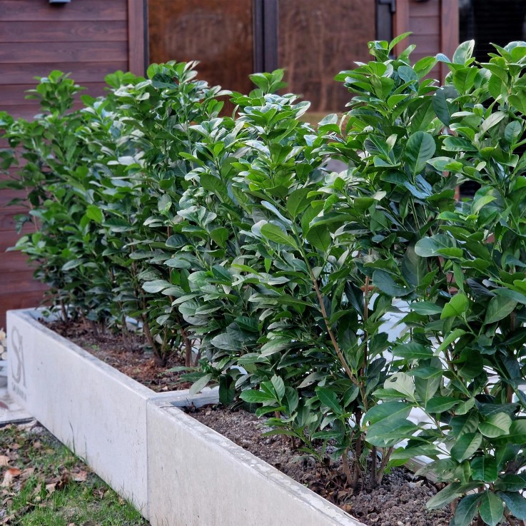 Prunus laurocerasus Etna x6