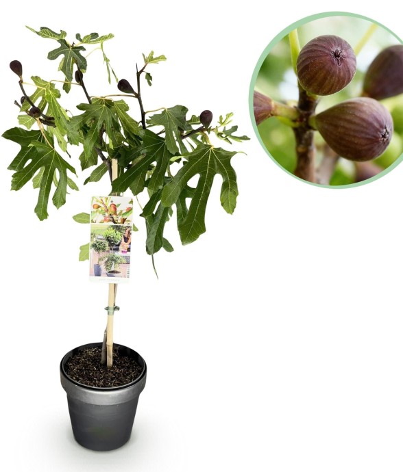 Ficus carica Little Miss Figgy
