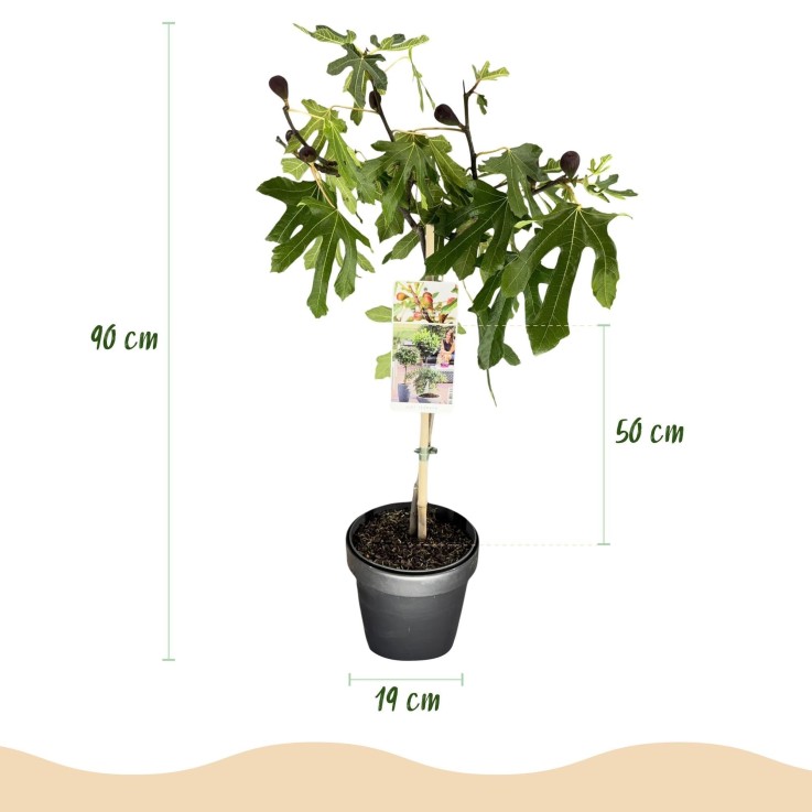 Ficus carica Little Miss Figgy