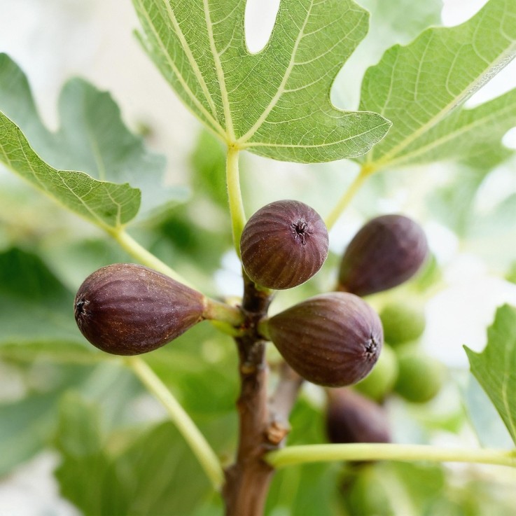 Ficus carica Little Miss Figgy