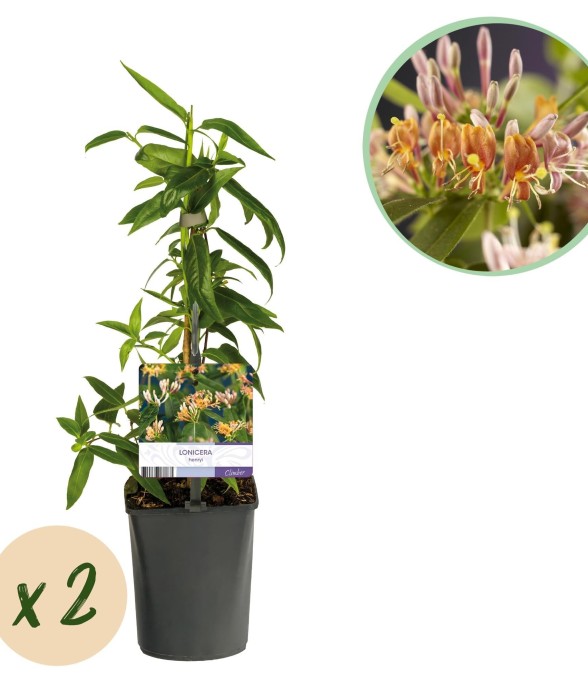 Chèvrefeuille Lonicera...