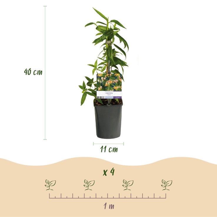 Chèvrefeuille Lonicera henryi x2