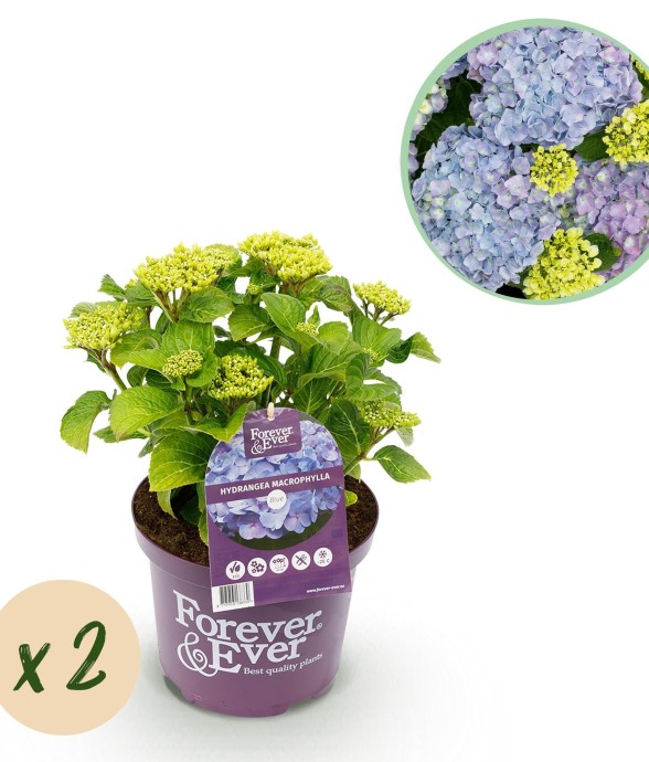 Hortensia bleu x2