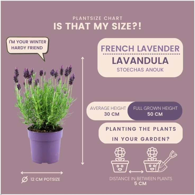 Lavande Anouk -  24