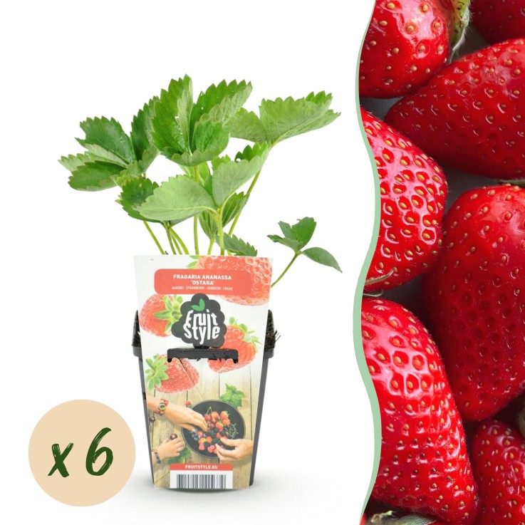 Fraise Fragaria Elvira x6