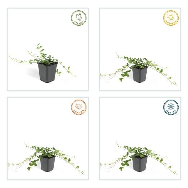 Petite Pervenche 'Alba' -  6