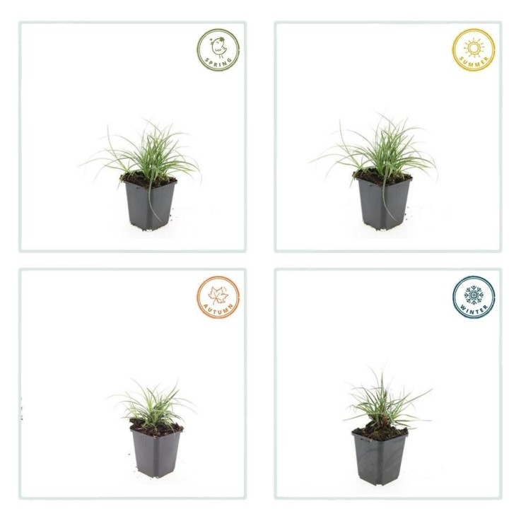 Luzule blanche -  12